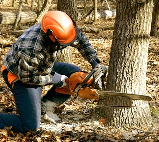 Tree Removal in Fombell, PA